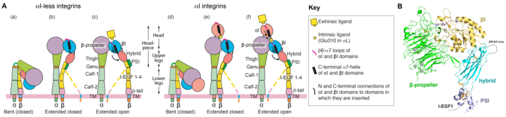 The three overall integrin conformations.