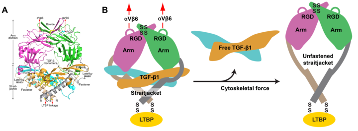 Structure and activation of pro-TGF-beta.